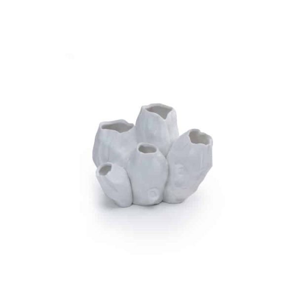 Barnacle Cluster of 5