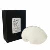 Paper Nautilus Small
